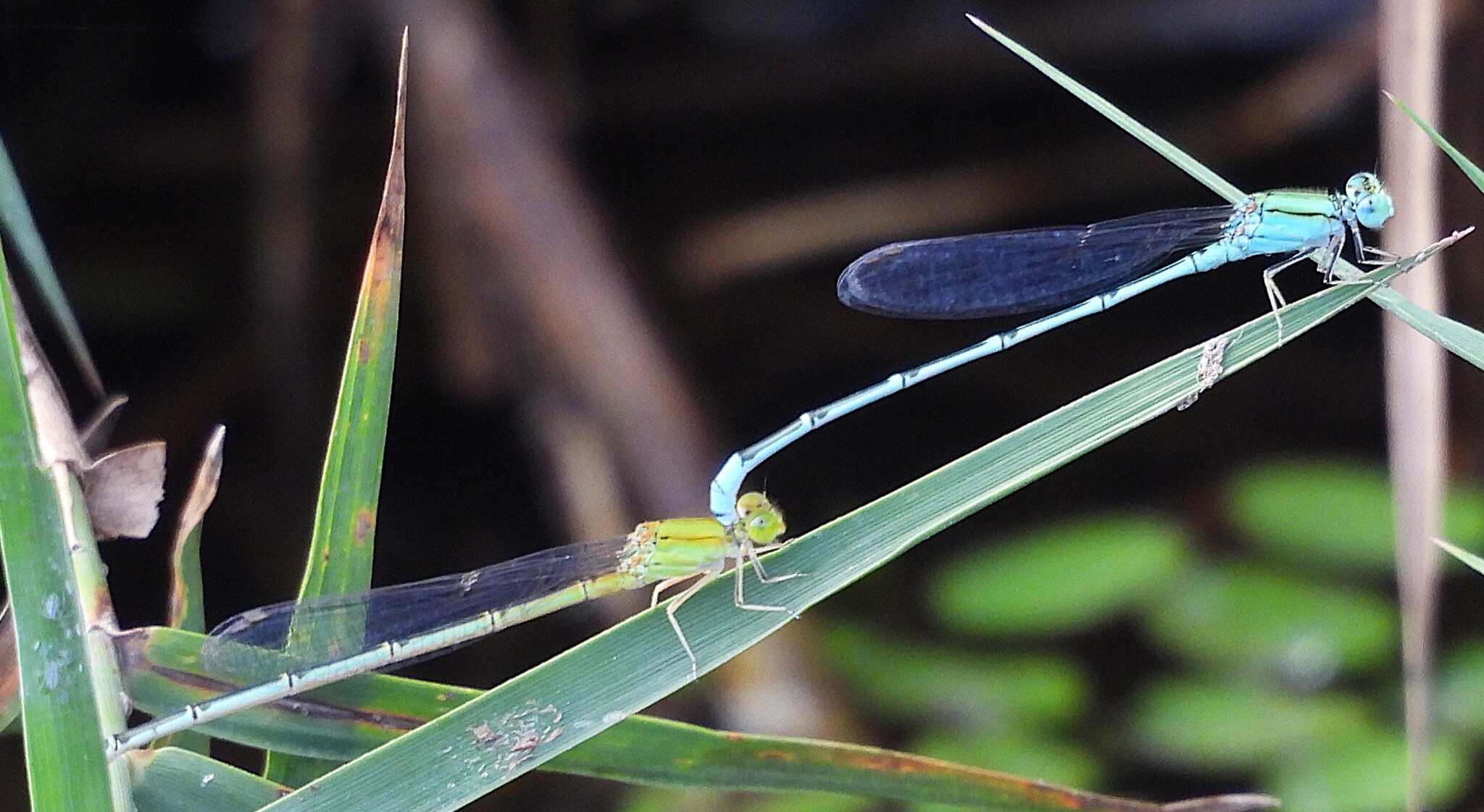 Three-Lined Sprite