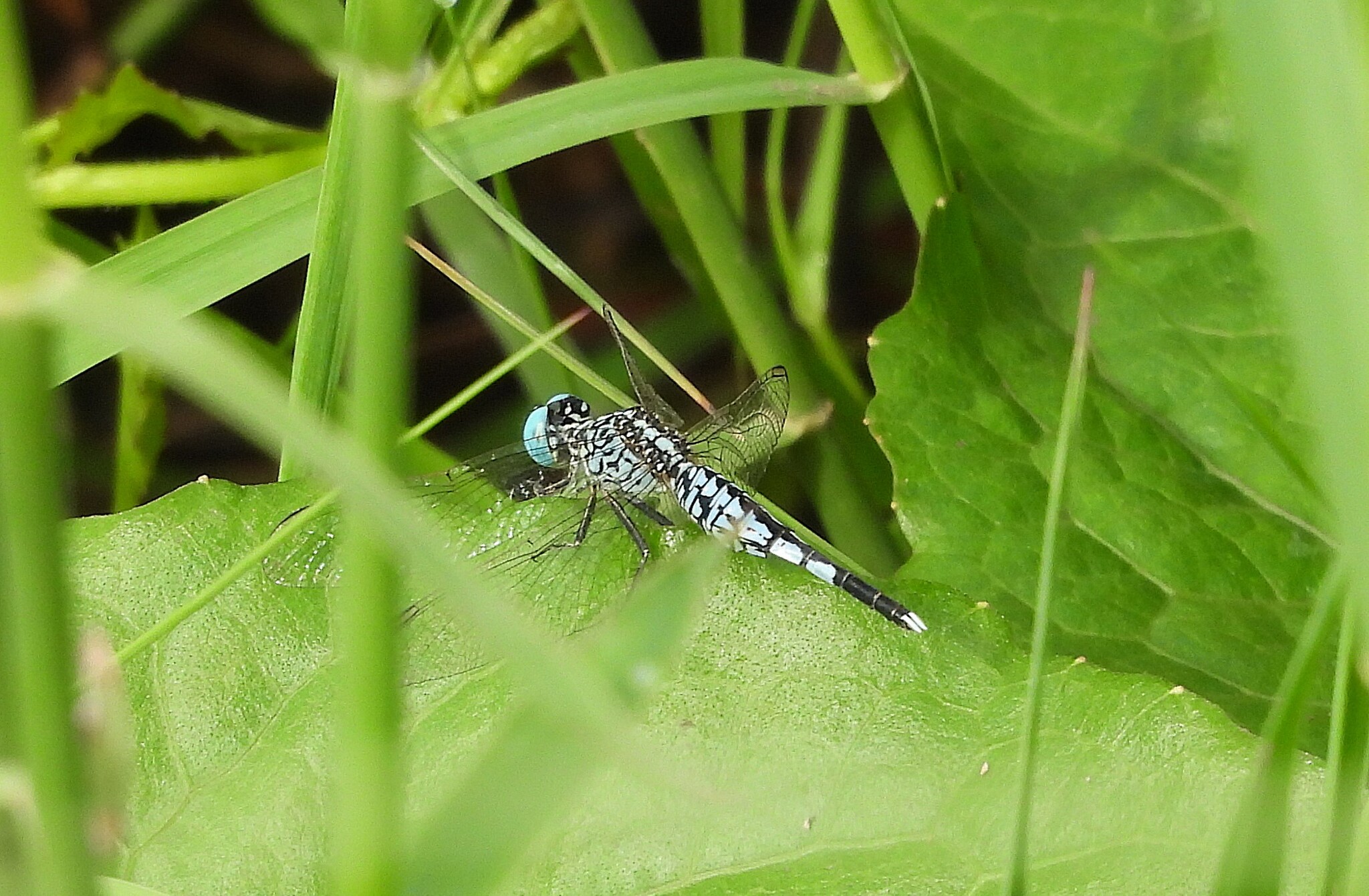 Trumpet-Tail