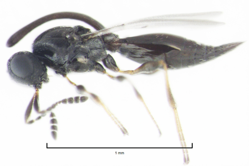 Inostemma boscii
