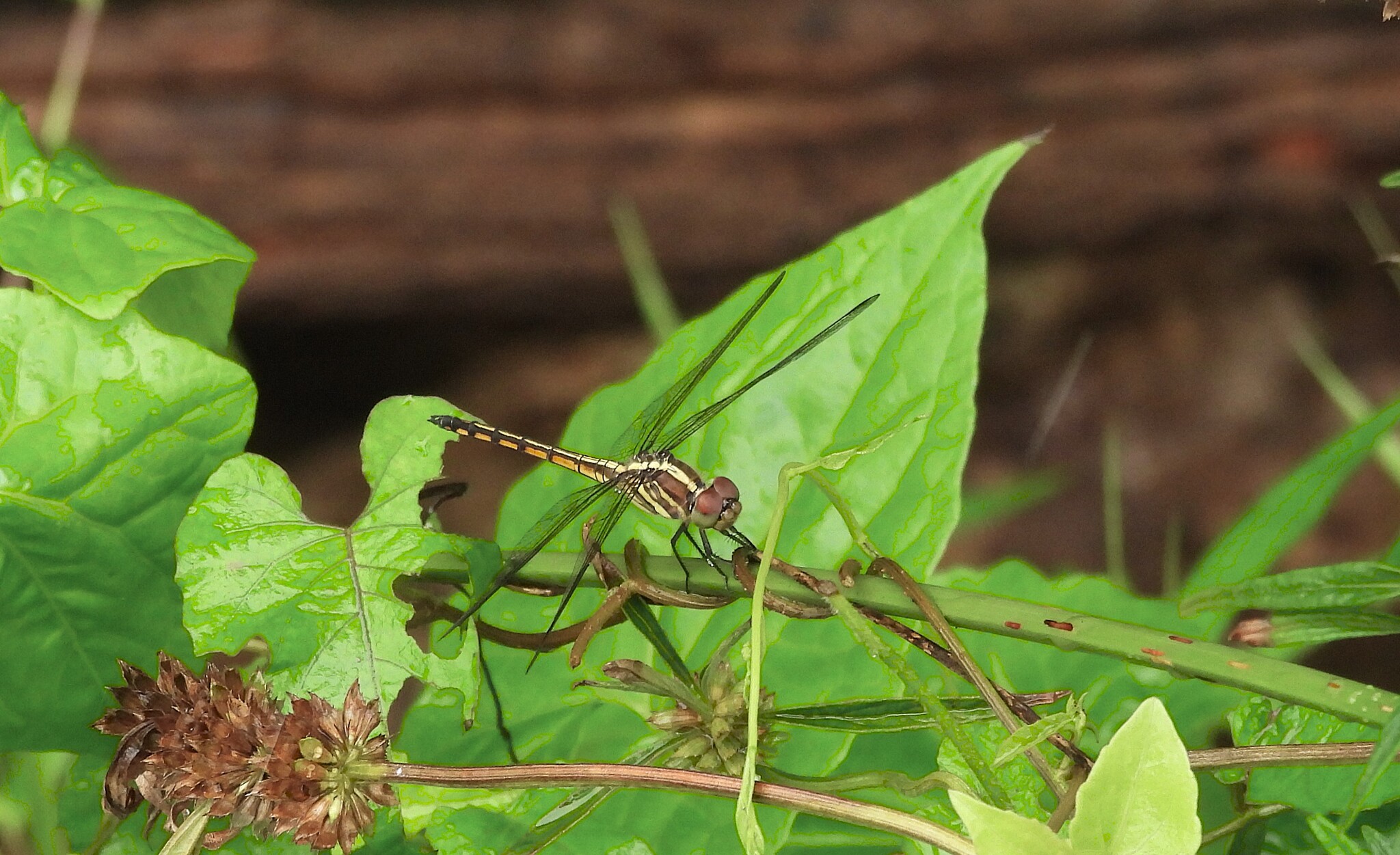Yellow-Tailed Ashy Skimmer