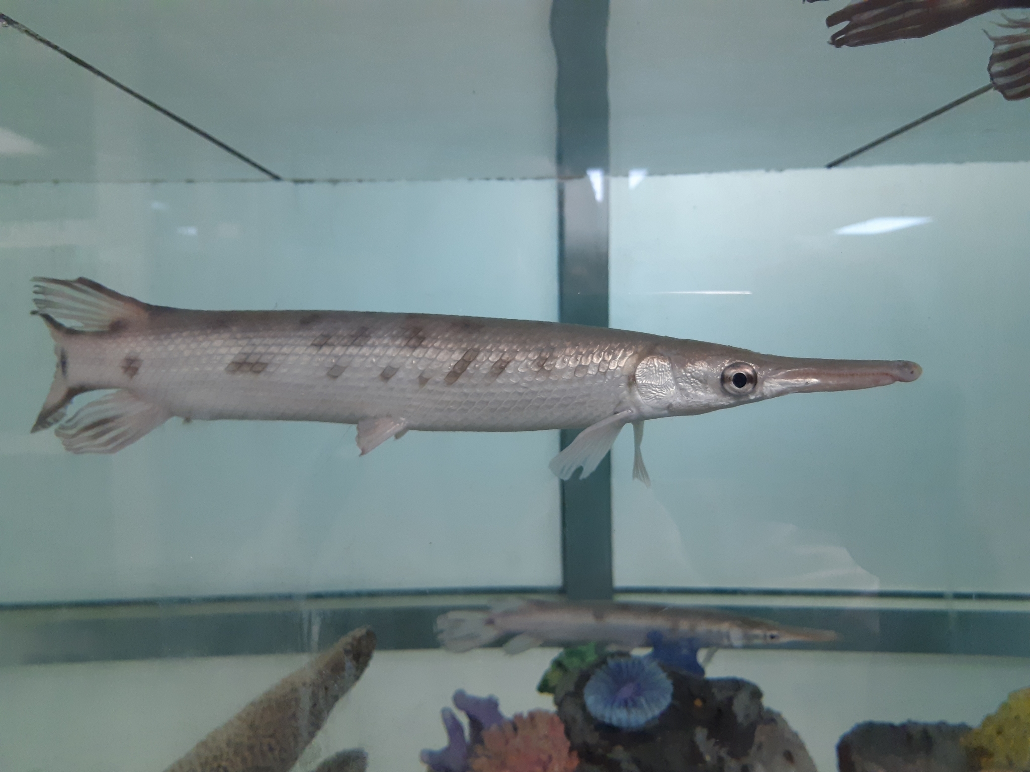 Tropical gar deals