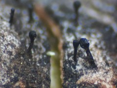 Phaeocalicium populneum