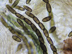 Phaeocalicium populneum