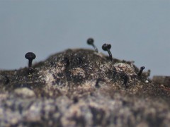 Phaeocalicium populneum