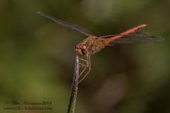 Sympetrum vicinum