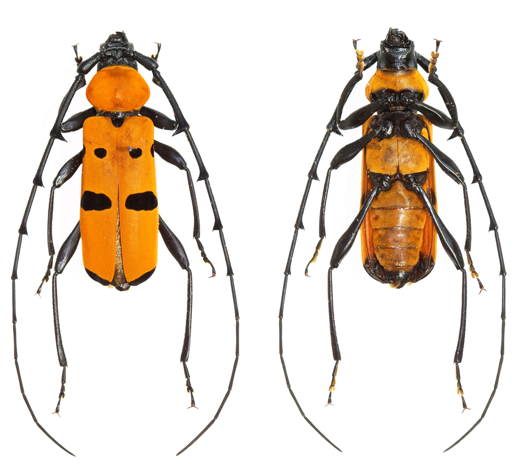 Rosalia inexpectata