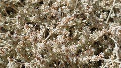 Eriogonum wrightii nodosum