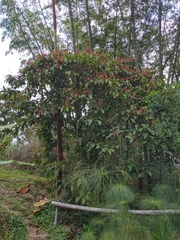 Miconia trinervia