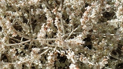 Eriogonum wrightii nodosum