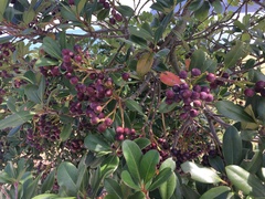 Rhaphiolepis umbellata