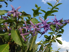Petrea