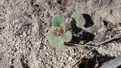 Mirabilis laevis retrorsa