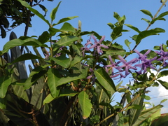 Petrea