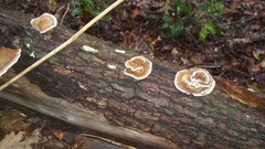 Daedaleopsis confragosa