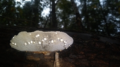 Daedaleopsis confragosa