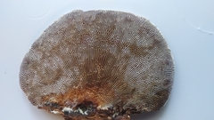 Daedaleopsis confragosa
