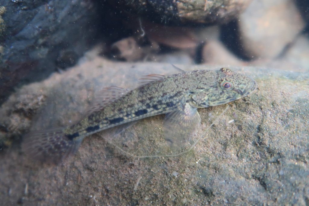 Celebes Goby