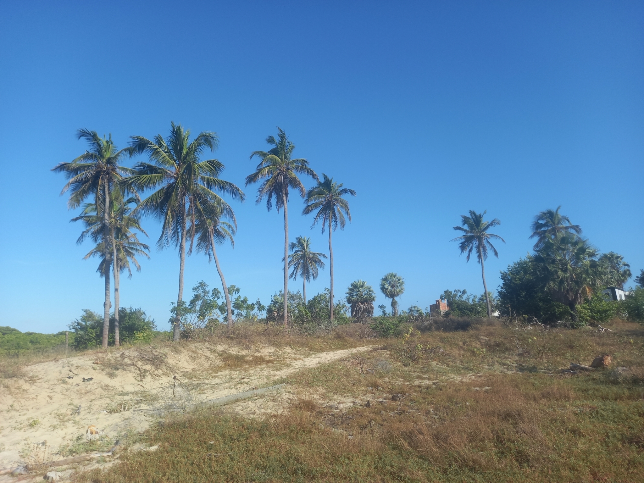 Cocos nucifera