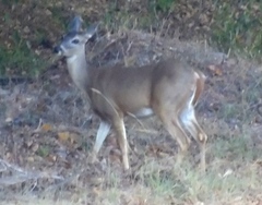 Odocoileus virginianus sinaloae