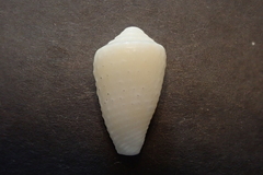 Conus varius