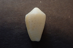 Conus varius