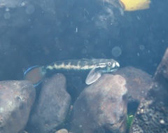 Sicyopterus lagocephalus