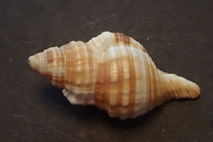 Monoplex pilearis