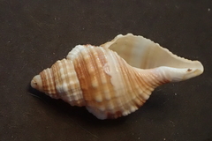 Monoplex pilearis
