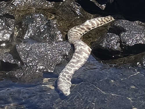 Moray eel