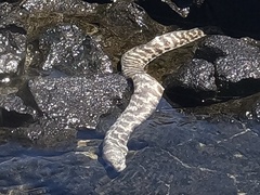 Moray eel