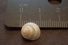 Calliostomatidae