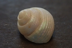 Calliostomatidae