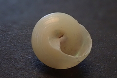 Calliostomatidae