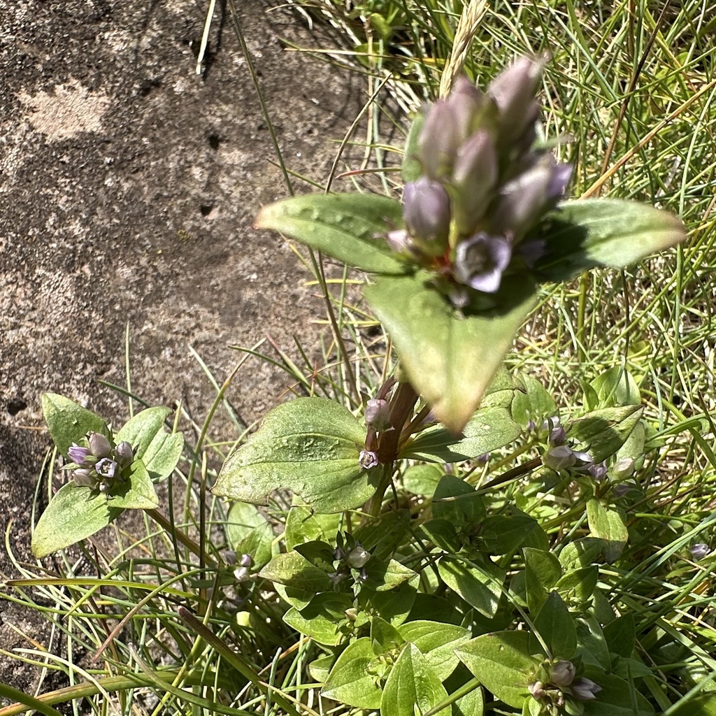 Gentianella aurea; photograph (c) Julia Henning, some rights reserved (CC BY)