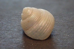 Calliostomatidae