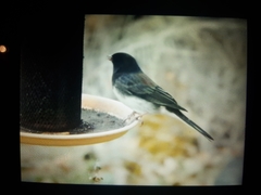 Junco hyemalis cismontanus