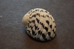 Nerita textilis