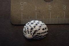 Nerita textilis