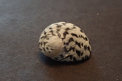 Nerita textilis