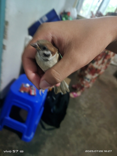 Eurasian Tree Sparrow