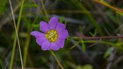 Sabatia kennedyana