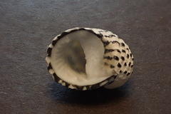 Nerita textilis