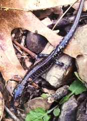Plethodon ouachitae