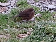Carpodacus formosanus