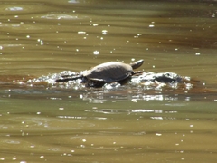 Chelidae