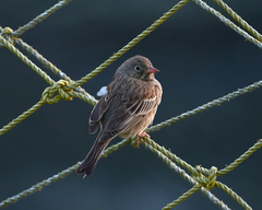 Emberiza buchanani