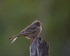 Emberiza buchanani