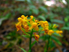 Platanthera cristata