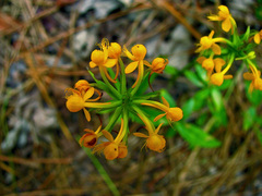 Platanthera cristata