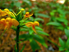 Platanthera cristata
